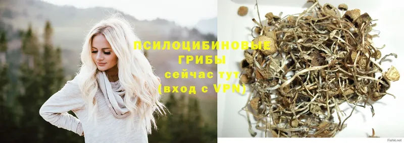 купить   Боровск  Псилоцибиновые грибы GOLDEN TEACHER 